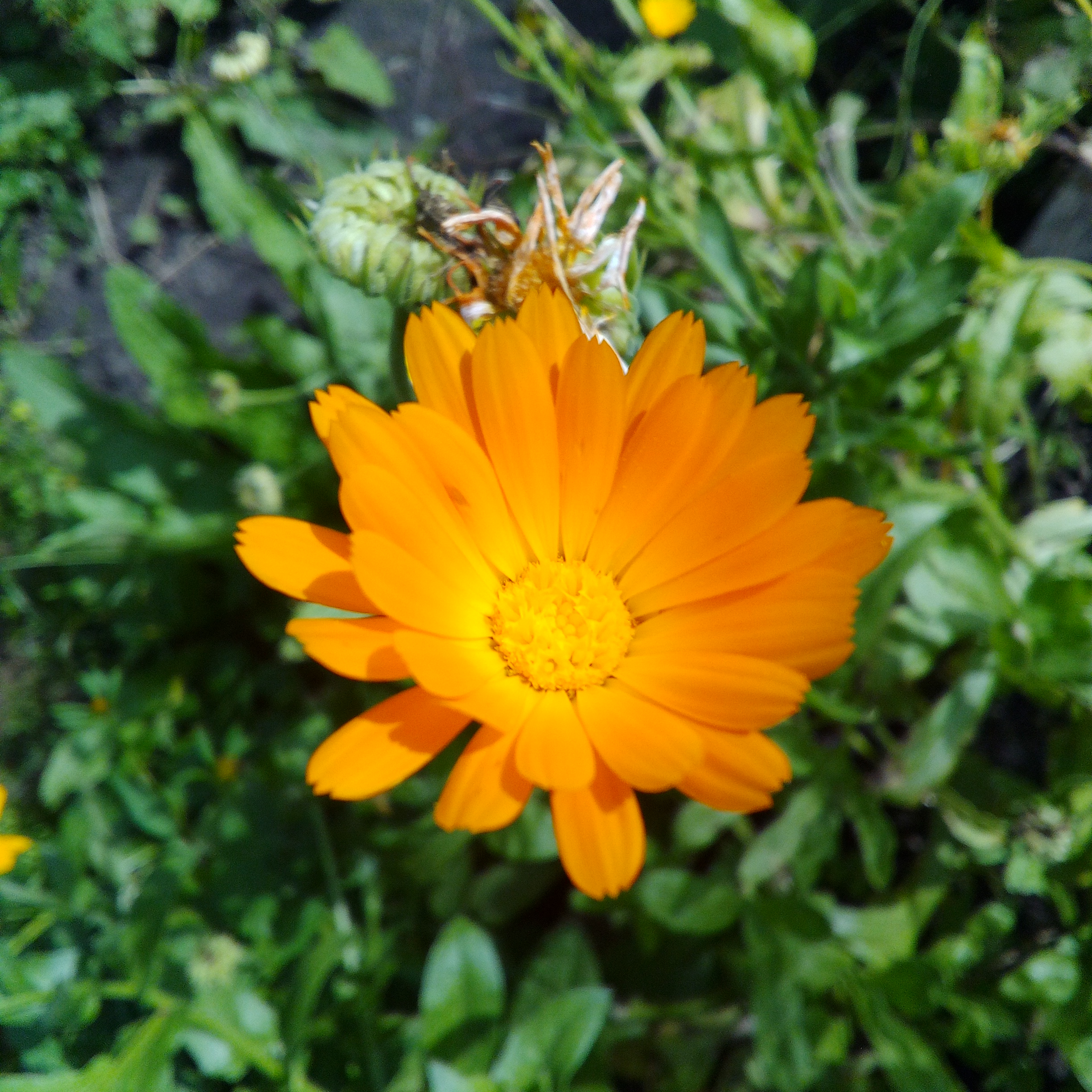 Liminal and Quintessential Manual on States of Being